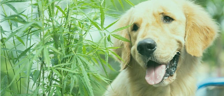 Comment protéger votre jardin cannabique des animaux