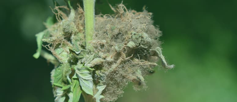 How to check if your weed is contaminated How to check if your weed is contaminated
