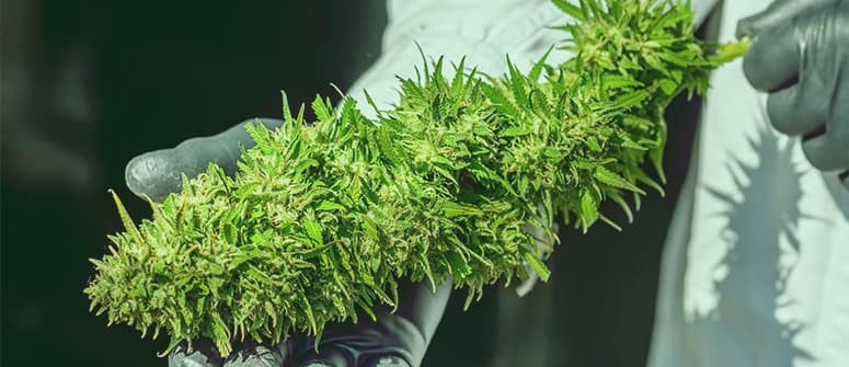 How to maximise autoflowering cannabis yields — Top 10 tips