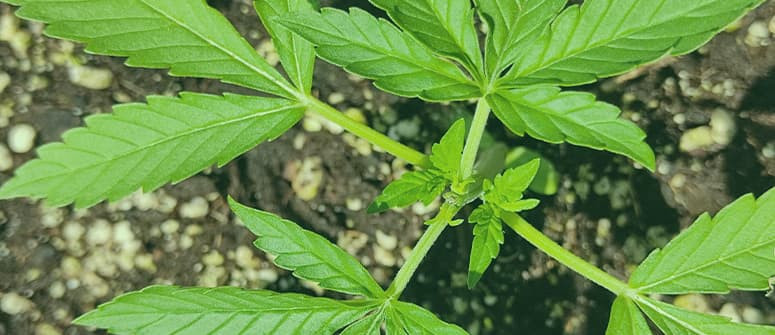 How to top and train autoflowering cannabis plants