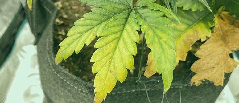 Yellow cannabis leaves: How to diagnose 