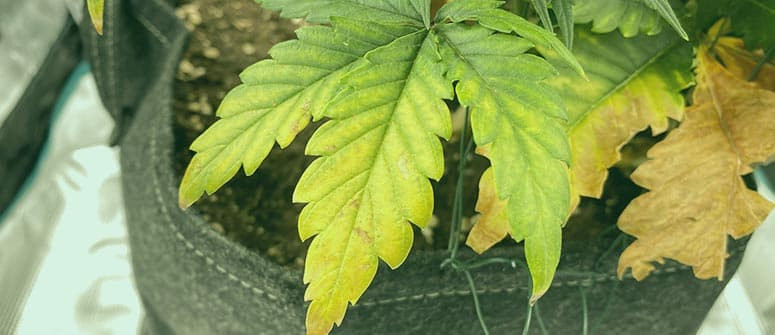 Yellow cannabis leaves: How to diagnose Yellow cannabis leaves: How to diagnose