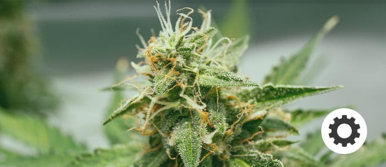 ¿Qué son las cepas de cannabis autoflorecientes?