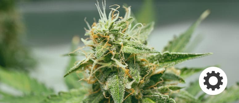 What are autoflowering cannabis strains? What are autoflowering cannabis strains?