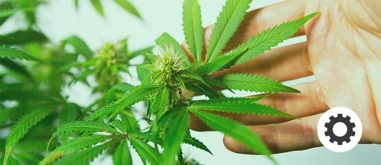 Cómo crear variedades de marihuana autoflorecientes