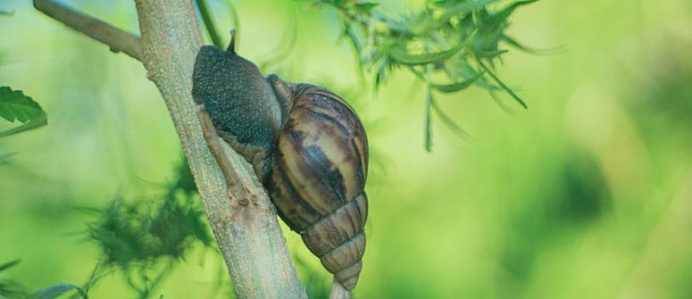 Cómo evitar que caracoles y babosas dañen tus plantas de cannabis