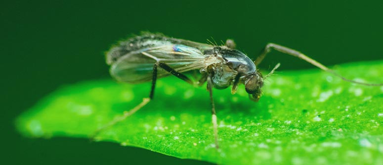 Cómo combatir la mosca del mantillo en las plantas de marihuana