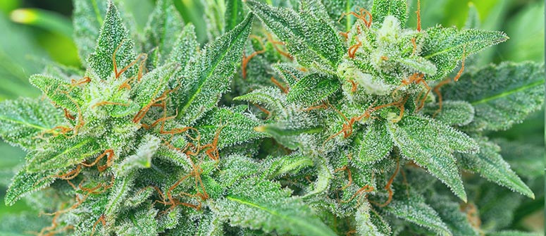 Comment cultiver du cannabis photopériodique et à autofloraison dans le même espace