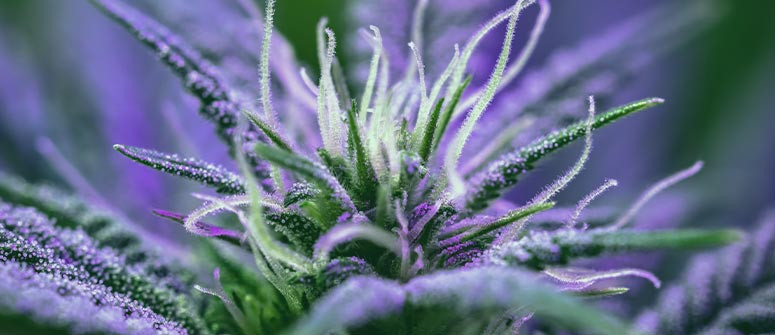 When do you start counting the cannabis flowering stage?
