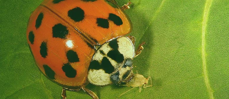 Utiliser les coccinelles pour se débarrasser des araignées rouges