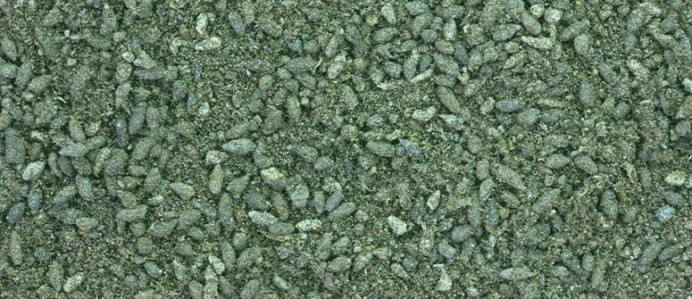 How to grow cannabis with bat guano How to grow cannabis with bat guano