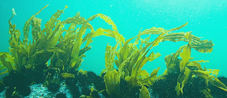 ¿Deberías usar algas marinas para cultivar marihuana?