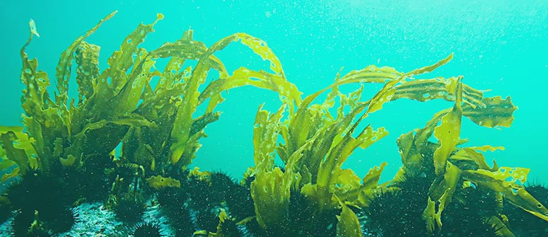 Should you use seaweed to grow cannabis plants? Should you use seaweed to grow cannabis plants?