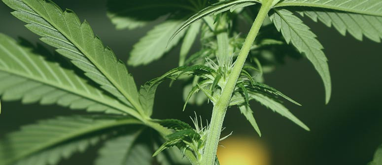 The benefits of stinging nettles in your cannabis garden