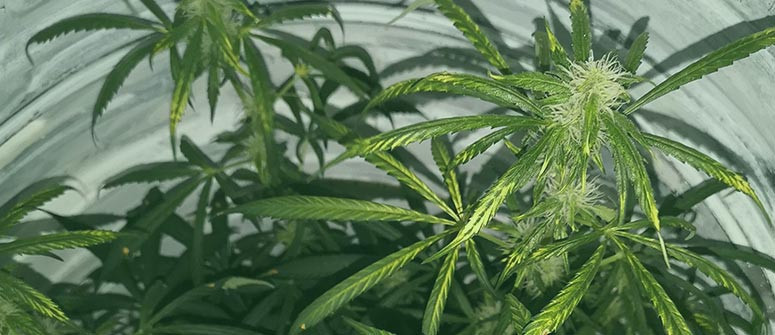 Qu’est-ce qu’une brulure de vent chez le cannabis et comment la prévenir ? Qu’est-ce qu’une brulure de vent chez le cannabis et comment la prévenir ?