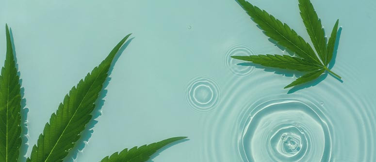 Les effets de l'eau de pluie, l'eau du robinet et l'eau souterraine sur le cannabis