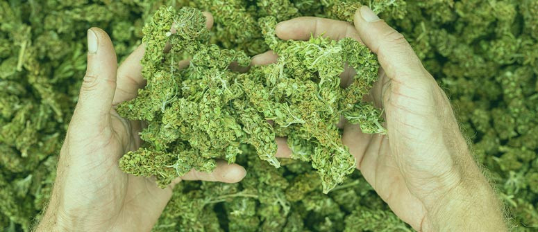 ¿Se pueden conseguir las cosechas de marihuana que prometen los bancos de semillas?