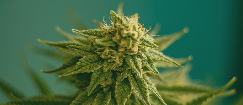 ¿Cuánto tiempo se tarda en cultivar marihuana?