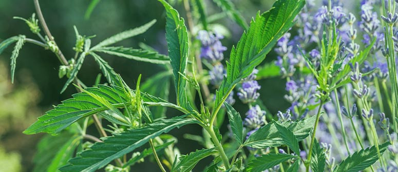 Why are companion plants good for cannabis?