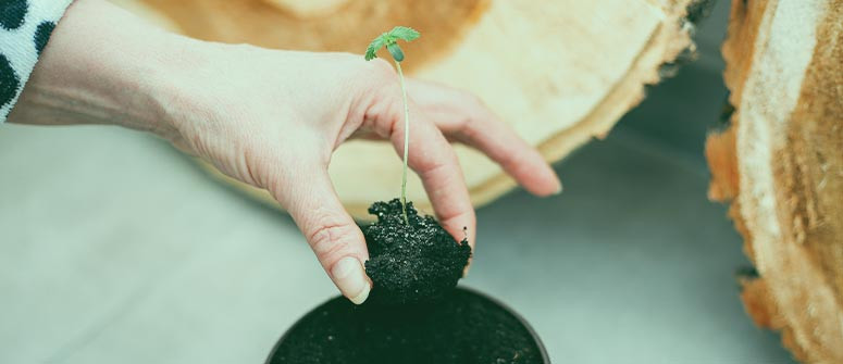 Cómo trasplantar plantas de marihuana