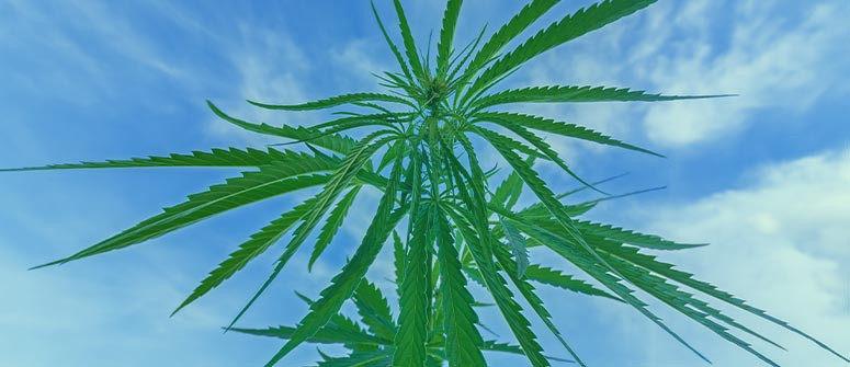 The importance of giving cannabis plants fresh air The importance of giving cannabis plants fresh air