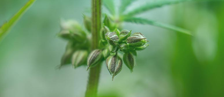 Les bases du cannabis : phénotypes et génotypes