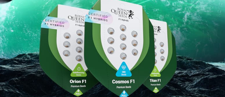 Lancement officiel des premières graines hybrides F1 de Royal Queen Seeds sur le marché du cannabis 