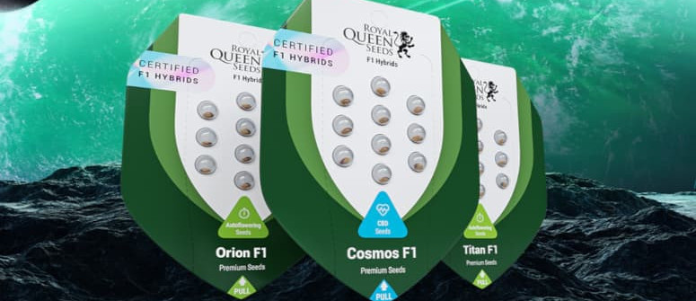 Royal Queen Seeds lanza las primeras semillas híbridas F1 del mercado 