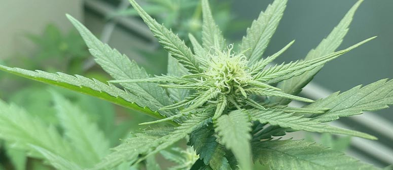 Why are my cannabis leaves pointing up? Why are my cannabis leaves pointing up?