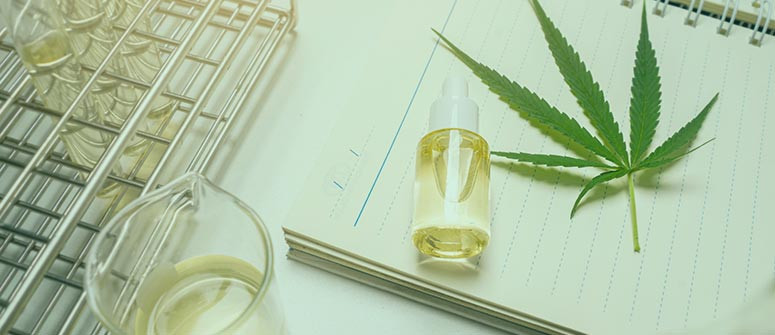 How to find a job in the cannabis industry