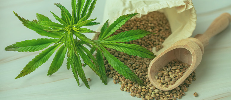 ¿Qué son las semillas de cannabis heirloom? 