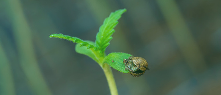 Todo lo que necesitas saber sobre las plántulas de marihuana