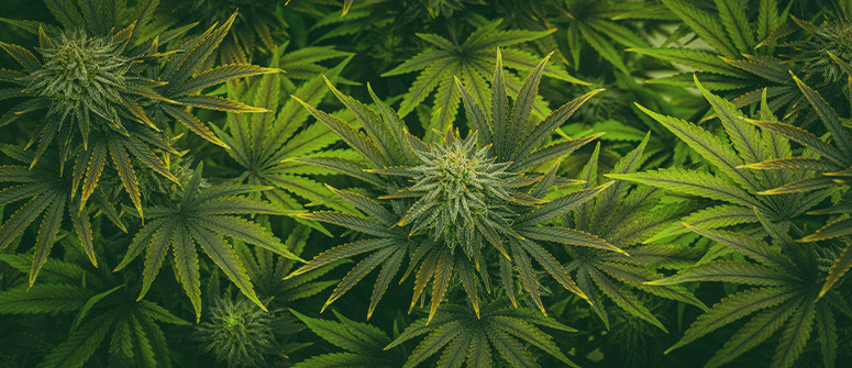 Que sont les graines de cannabis hybrides F1 ?
