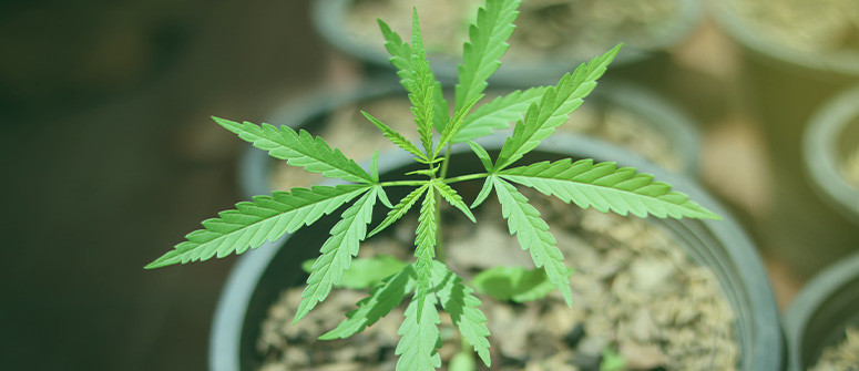Cómo cultivar marihuana con poco presupuesto