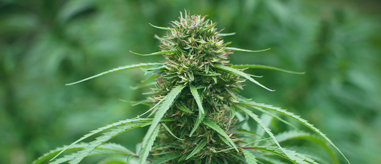 Comment sélectionner vos propres variétés de cannabis Comment sélectionner vos propres variétés de cannabis