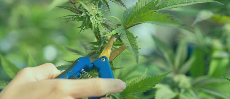 Cómo defoliar la marihuana: guía completa