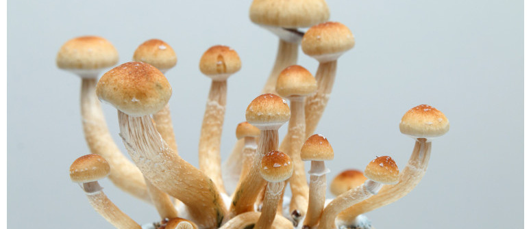Psilocybe Cubensis: Traits, Growth, and Impact
