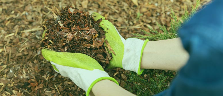 How to grow healthier cannabis with mulch