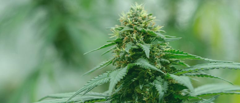 What is hybrid cannabis?
