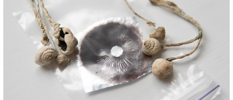 Buying Magic Mushroom Spore: What You Need To Know