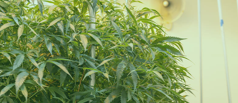 Monster cropping: How to monster crop cannabis plants