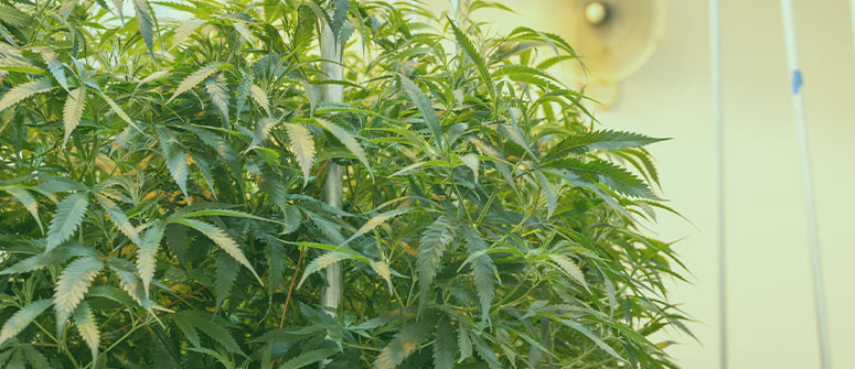 Monster cropping : comment obtenir des récoltes de cannabis monstrueuses Monster cropping : comment obtenir des récoltes de cannabis monstrueuses