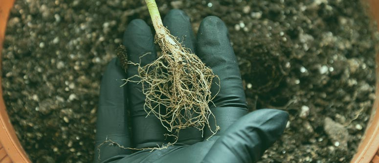 Cómo podar las raíces del cannabis