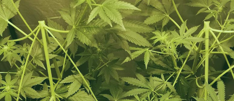 Le supercropping du cannabis pour des rendements énormes : guide complet