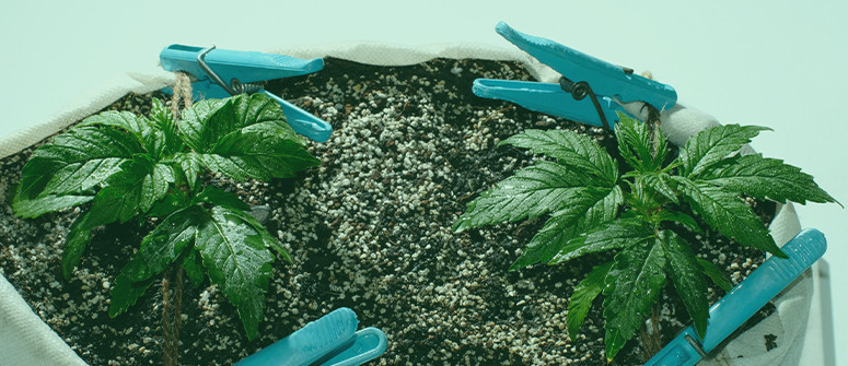 Micro growing cannabis: How to
