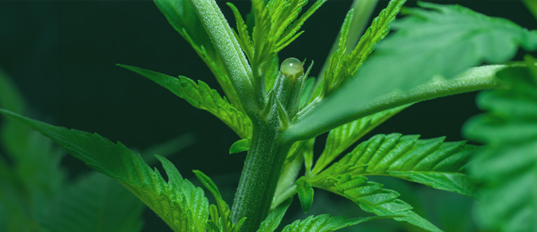 Cómo aplicar la poda apical a tus plantas de marihuana