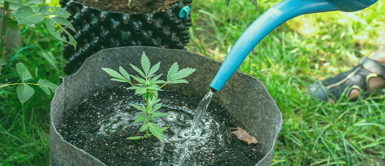 How to move indoor cannabis outdoors