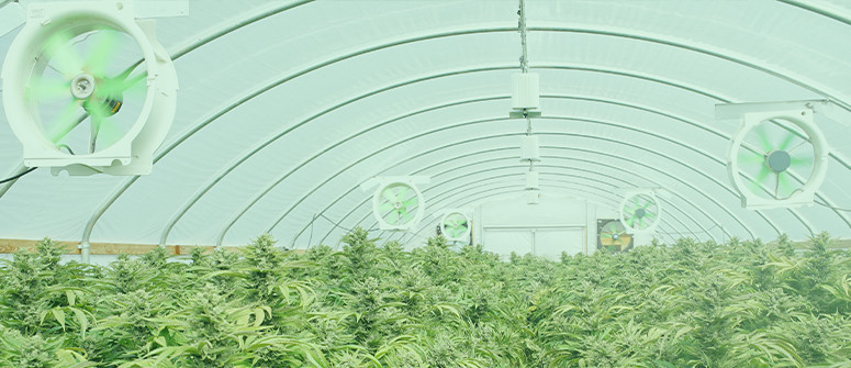 Cannabis grow room ventilation: Full guide