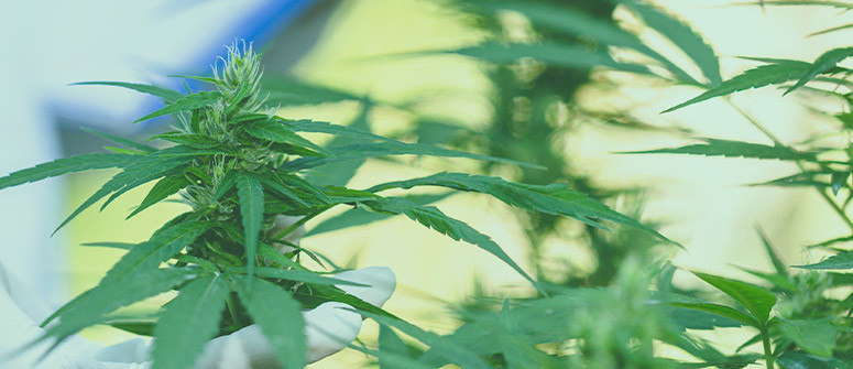 Régénération du cannabis : avantages et inconvénients Régénération du cannabis : avantages et inconvénients