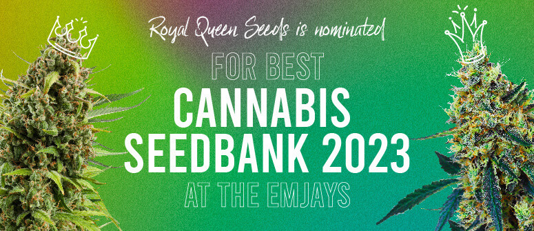 Royal Queen Seeds nominée pour Meilleure banque de graines de l'année aux Emjay Awards